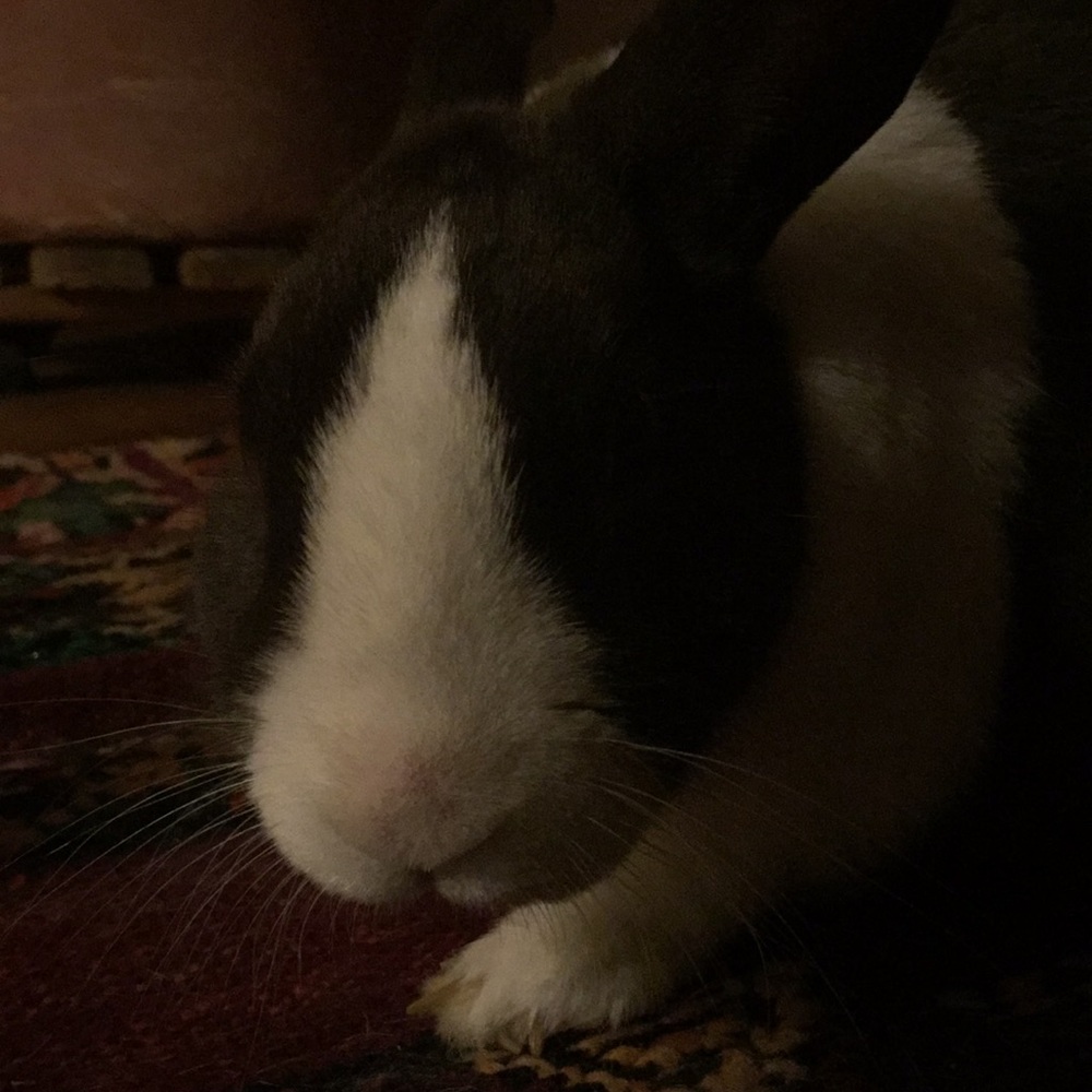 Meet your Posher, P